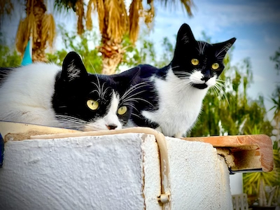 Katzen Fuerteventura